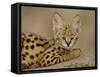 Serval Cub on Termite Mound, Masai Mara National Reserve, Kenya, East Africa, Africa-James Hager-Framed Stretched Canvas