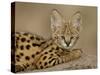 Serval Cub on Termite Mound, Masai Mara National Reserve, Kenya, East Africa, Africa-James Hager-Stretched Canvas