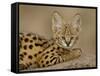 Serval Cub on Termite Mound, Masai Mara National Reserve, Kenya, East Africa, Africa-James Hager-Framed Stretched Canvas