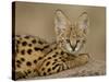 Serval Cub on Termite Mound, Masai Mara National Reserve, Kenya, East Africa, Africa-James Hager-Stretched Canvas