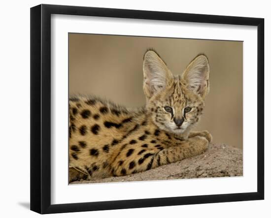 Serval Cub on Termite Mound, Masai Mara National Reserve, Kenya, East Africa, Africa-James Hager-Framed Photographic Print