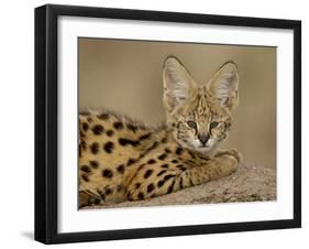 Serval Cub on Termite Mound, Masai Mara National Reserve, Kenya, East Africa, Africa-James Hager-Framed Photographic Print