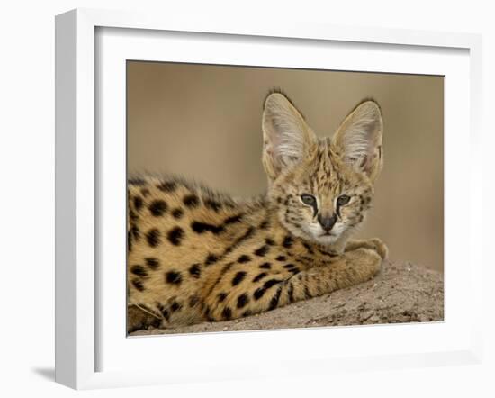 Serval Cub on Termite Mound, Masai Mara National Reserve, Kenya, East Africa, Africa-James Hager-Framed Photographic Print