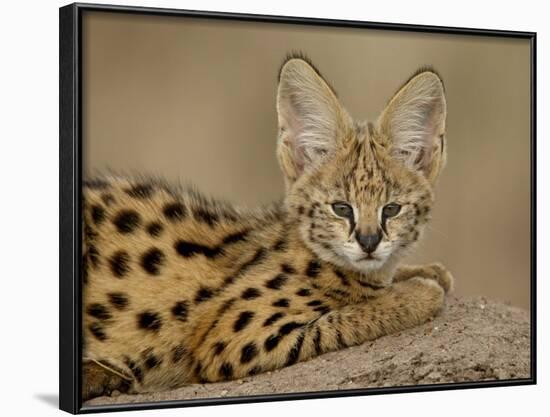 Serval Cub on Termite Mound, Masai Mara National Reserve, Kenya, East Africa, Africa-James Hager-Framed Photographic Print