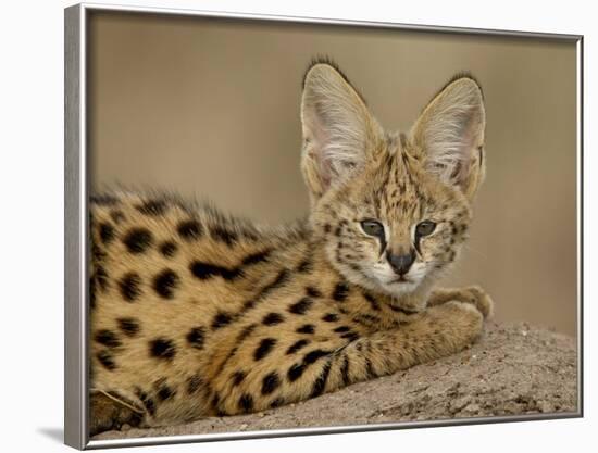 Serval Cub on Termite Mound, Masai Mara National Reserve, Kenya, East Africa, Africa-James Hager-Framed Photographic Print