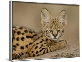 Serval Cub on Termite Mound, Masai Mara National Reserve, Kenya, East Africa, Africa-James Hager-Framed Photographic Print