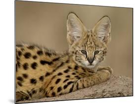 Serval Cub on Termite Mound, Masai Mara National Reserve, Kenya, East Africa, Africa-James Hager-Mounted Photographic Print