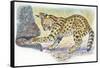 Serval Felis Serval Catching Reptile-null-Framed Stretched Canvas