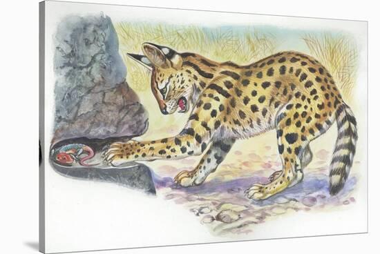 Serval Felis Serval Catching Reptile-null-Stretched Canvas