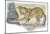 Serval Felis Serval Catching Reptile-null-Mounted Giclee Print