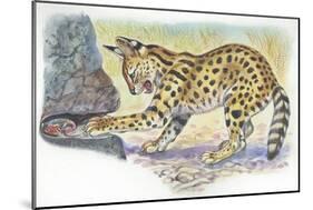 Serval Felis Serval Catching Reptile-null-Mounted Giclee Print