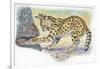 Serval Felis Serval Catching Reptile-null-Framed Giclee Print