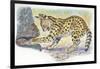 Serval Felis Serval Catching Reptile-null-Framed Giclee Print