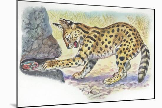 Serval Felis Serval Catching Reptile-null-Mounted Giclee Print