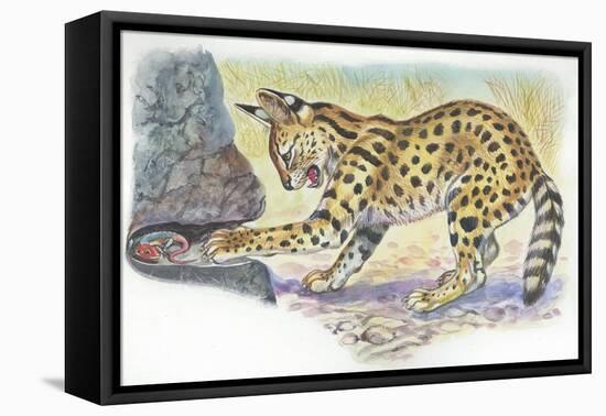 Serval Felis Serval Catching Reptile-null-Framed Stretched Canvas