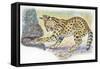 Serval Felis Serval Catching Reptile-null-Framed Stretched Canvas