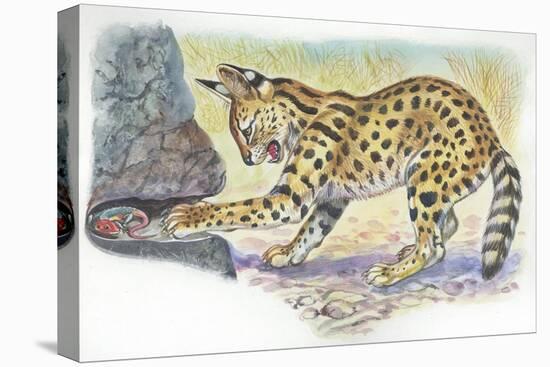 Serval Felis Serval Catching Reptile-null-Stretched Canvas