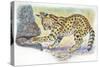 Serval Felis Serval Catching Reptile-null-Stretched Canvas