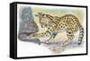 Serval Felis Serval Catching Reptile-null-Framed Stretched Canvas