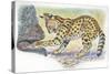 Serval Felis Serval Catching Reptile-null-Stretched Canvas