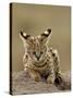 Serval (Felis Serval) Cub on Termite Mound, Masai Mara National Reserve, Kenya, East Africa-James Hager-Stretched Canvas