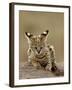 Serval (Felis Serval) Cub on Termite Mound, Masai Mara National Reserve, Kenya, East Africa-James Hager-Framed Photographic Print