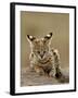 Serval (Felis Serval) Cub on Termite Mound, Masai Mara National Reserve, Kenya, East Africa-James Hager-Framed Photographic Print