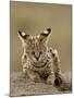 Serval (Felis Serval) Cub on Termite Mound, Masai Mara National Reserve, Kenya, East Africa-James Hager-Mounted Photographic Print