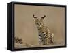 Serval (Felis Serval) Cub on Termite Mound, Masai Mara National Reserve, Kenya, East Africa-James Hager-Framed Stretched Canvas