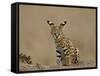 Serval (Felis Serval) Cub on Termite Mound, Masai Mara National Reserve, Kenya, East Africa-James Hager-Framed Stretched Canvas