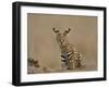 Serval (Felis Serval) Cub on Termite Mound, Masai Mara National Reserve, Kenya, East Africa-James Hager-Framed Photographic Print