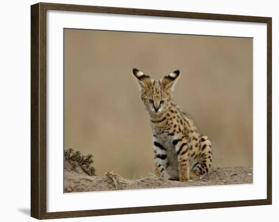 Serval (Felis Serval) Cub on Termite Mound, Masai Mara National Reserve, Kenya, East Africa-James Hager-Framed Photographic Print