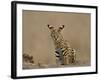 Serval (Felis Serval) Cub on Termite Mound, Masai Mara National Reserve, Kenya, East Africa-James Hager-Framed Photographic Print