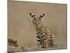 Serval (Felis Serval) Cub on Termite Mound, Masai Mara National Reserve, Kenya, East Africa-James Hager-Mounted Photographic Print