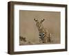 Serval (Felis Serval) Cub on Termite Mound, Masai Mara National Reserve, Kenya, East Africa-James Hager-Framed Photographic Print