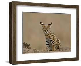 Serval (Felis Serval) Cub on Termite Mound, Masai Mara National Reserve, Kenya, East Africa-James Hager-Framed Photographic Print