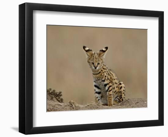 Serval (Felis Serval) Cub on Termite Mound, Masai Mara National Reserve, Kenya, East Africa-James Hager-Framed Photographic Print