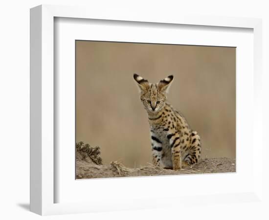 Serval (Felis Serval) Cub on Termite Mound, Masai Mara National Reserve, Kenya, East Africa-James Hager-Framed Photographic Print