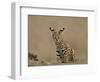 Serval (Felis Serval) Cub on Termite Mound, Masai Mara National Reserve, Kenya, East Africa-James Hager-Framed Photographic Print