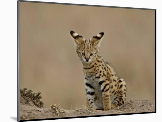 Serval (Felis Serval) Cub on Termite Mound, Masai Mara National Reserve, Kenya, East Africa-James Hager-Mounted Photographic Print