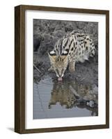 Serval (Felis Serval) Drinking, Masai Mara National Reserve, Kenya, East Africa, Africa-James Hager-Framed Photographic Print