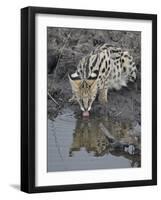 Serval (Felis Serval) Drinking, Masai Mara National Reserve, Kenya, East Africa, Africa-James Hager-Framed Photographic Print