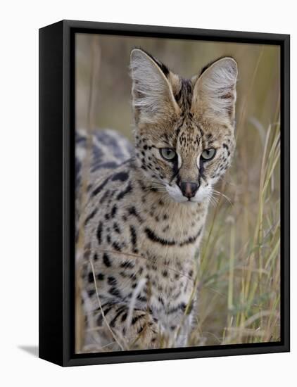 Serval (Felis Serval), Masai Mara National Reserve, Kenya, East Africa, Africa-James Hager-Framed Stretched Canvas