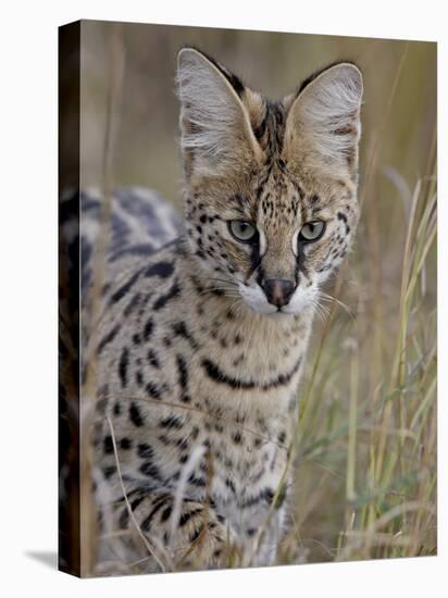 Serval (Felis Serval), Masai Mara National Reserve, Kenya, East Africa, Africa-James Hager-Stretched Canvas