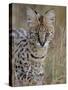 Serval (Felis Serval), Masai Mara National Reserve, Kenya, East Africa, Africa-James Hager-Stretched Canvas