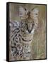 Serval (Felis Serval), Masai Mara National Reserve, Kenya, East Africa, Africa-James Hager-Framed Stretched Canvas