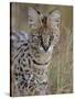 Serval (Felis Serval), Masai Mara National Reserve, Kenya, East Africa, Africa-James Hager-Stretched Canvas