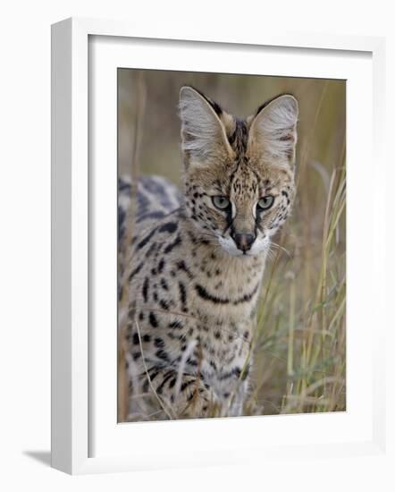 Serval (Felis Serval), Masai Mara National Reserve, Kenya, East Africa, Africa-James Hager-Framed Photographic Print