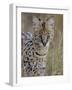 Serval (Felis Serval), Masai Mara National Reserve, Kenya, East Africa, Africa-James Hager-Framed Photographic Print