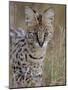 Serval (Felis Serval), Masai Mara National Reserve, Kenya, East Africa, Africa-James Hager-Mounted Photographic Print